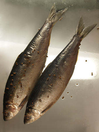 Two salty herring  on the glass background. Still life with fish and pepper.の写真素材