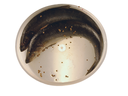 Two salty herring  in a plastic can isolated on white background. Still-life with fish and pepper.の写真素材