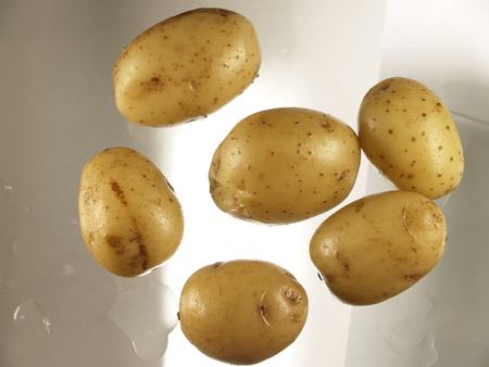 Boiled potatoes in a spotted peel. Flat lay. Back litの写真素材