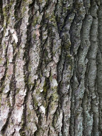 The beautiful  bark of tree with deep crinkles and green mossの写真素材