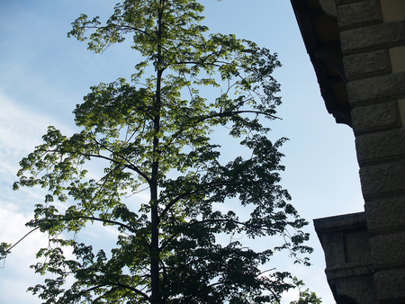 Green tree crown against a blue sky with cirrus clouds and a corner of old buildingの写真素材