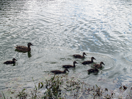Waving surface of a river sunlit with duck and seven ducklingsの写真素材