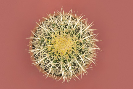 Golden Barrel Cactus on pink backgroundの写真素材