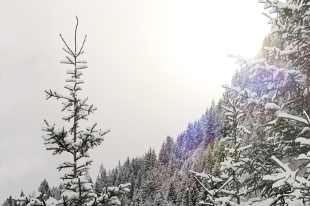 Beautiful woods lanscape in snowy conditions in the italian Alps, Alto Adige/Sudtirol region.の写真素材