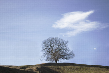 Beautiful leafless tree with blue sky background.の写真素材