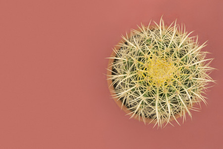 Golden Barrel Cactus on pink backgroundの写真素材
