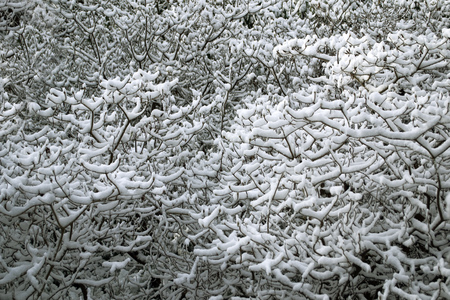 Fresh snow on leafless treesの写真素材
