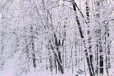 Snow covered trees after a snow storm.の写真素材