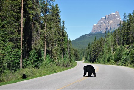Black Bear on the Roadの写真素材