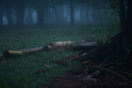 forest with fogの写真素材