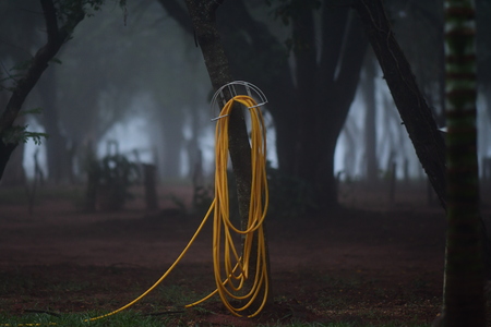 forest with fogの写真素材