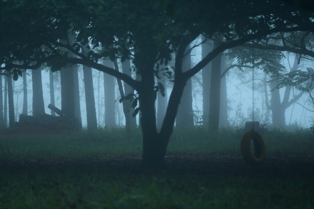 forest with fog
