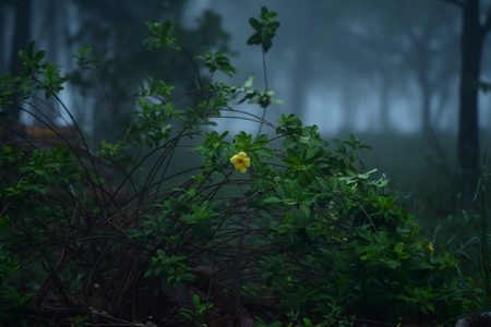 forest with fogの写真素材