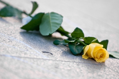 Yellow Roseの写真素材