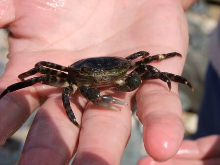 Crab in the palm of your hand, Primorye, Russia