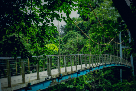 Suspension bridge in the forestの写真素材