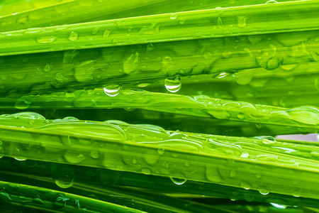 Green leaf with waterdropsの写真素材
