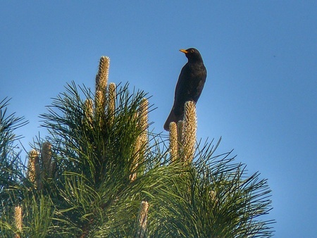 Birdの写真素材