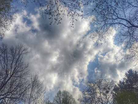 Trees in the cloudsの写真素材