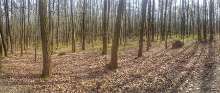 treesの写真素材