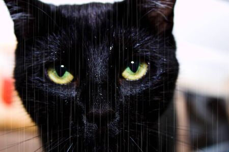 Portrait of a black cat standing in the rain. It is raining. Head of black cat with green eyes. Cat stares into the lens. It is rainy and raining.の写真素材