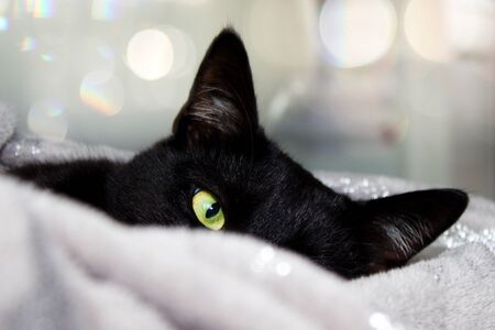 Black cat with green eyes lying in gray blanket, looking only half the face.One eye and two ears of black cat peeks out from under the blankets.の写真素材
