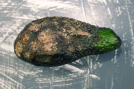 Close-up of rotten and moldy avocado fruit. Inedible, dangerous and toxic fungi on the avocado. This...