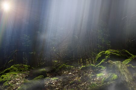 Untouched nature. Mysterious  magic forest. Rays of light shine through trees. Concept for further...