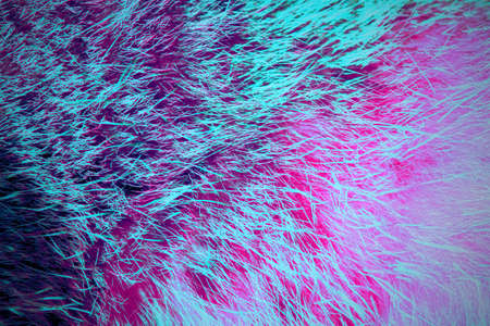 Unique texture and pattern in pink-purple - blue color. Detail of cat fur.Lilac ,pink  and blue...