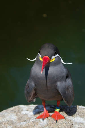 The Inca tern Larosterna inca is a tern in the family Laridae. It is the only member of the genus...
