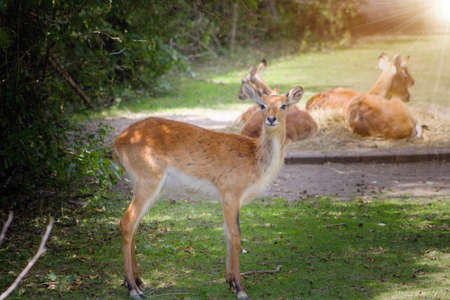 The lechwe Kobus leche, red lechwe or southern lechwe, is an antelope found in wetlands of south...