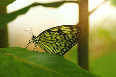YELLOW AND BLACK butterfly sitting on a green leaf in the sunlight.