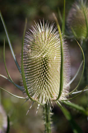 Closeup of Dry thistleat the end summer. Light falls on the thistle.