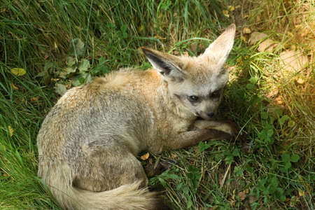 The fennec  fox is lying and resting on the grass.The fennec fox Vulpes zerda is a small crepuscular...