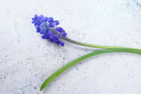 One blue muscari with leaf on old background.