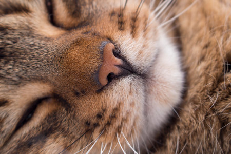 Tabby cat in detail. Ordinary domesticated and domestic pet - cat.の写真素材