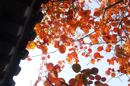 Red ???の写真素材