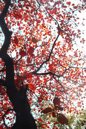 Tree leafの写真素材