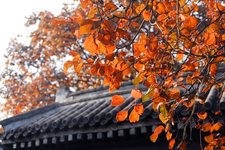 Red leafの写真素材