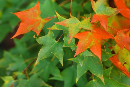 Maple Leafの写真素材