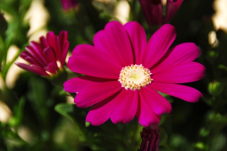 Daisyの写真素材