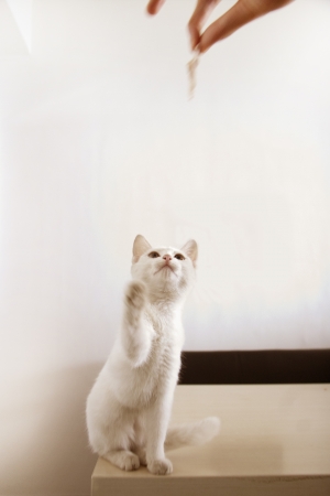 catの写真素材