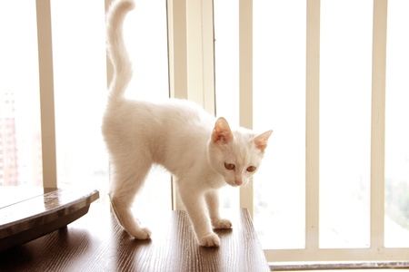 catの写真素材