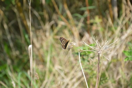 Butterfly in the natureの写真素材