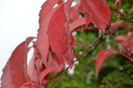 Red leafの写真素材