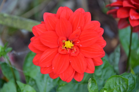 Red flowerの写真素材