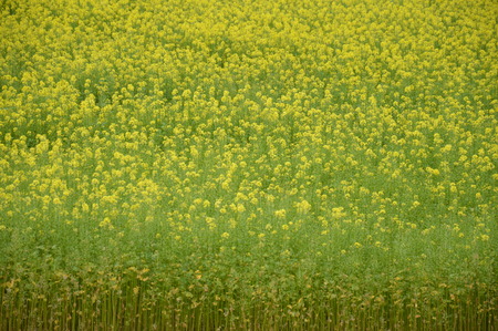 Rapeseed