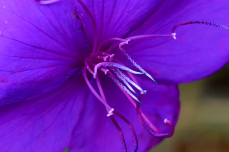 Beautiful Purple Flowerの写真素材