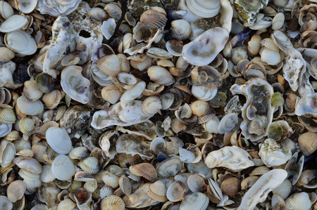 Seashells, can be used as background