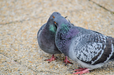 Pigeons cuddling in parkの写真素材